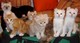Gratis gatitos enrollamiento árticas disponibles