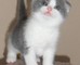 Gratis gatitos laperm disponibles - Foto 1