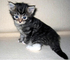 Gratis gatitos maine coon disponibles