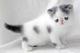 Gratis gatitos munchkin lista