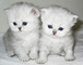 Gratis gatitos persas lista - Foto 1