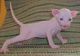 Gratis gatitos peterbald disponibles - Foto 1