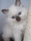 Gratis gatitos ragdoll disponibles