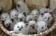Gratis gatitos siameses disponibles - Foto 1