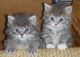 Gratis gatitos siberianos disponibles - Foto 1