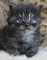 Gratis gatitos siberianos disponibles - Foto 1