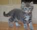 Gratis gatitos siberianos disponibles