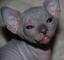 Gratis gatitos sphynx disponibles - Foto 1