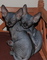 Gratis gatitos sphynx listo
