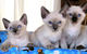 Gratis gatitos tailandeses listo - Foto 1