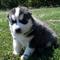 Gratis husky siberiano cachorro lista