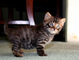 Gratis juguete gatito disponibles - Foto 1