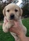 Gratis labrador retriever cachorro