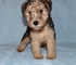 Gratis lakeland terrier cachorros