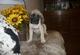 Gratis mastiff cachorros