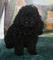 Gratis negro caniche de juguete cachorros lista - Foto 1