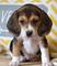 Gratis para los buenos hogares pedigrí cachorros Beagle listo aho - Foto 1