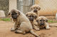 Gratis pastor anatolio cachorros disponibles