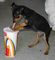 Gratis pinscher cachorro lista