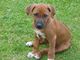 Gratis rhodesian ridgeback cachorros