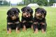 Gratis rottweiler cachorros