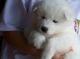 Gratis samoyedo cachorro - Foto 1