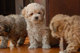 Gratis shih poocachorros - Foto 1