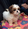 Gratis shih tzu cachorros