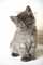 Gratis siberiano gatitos lista - Foto 1