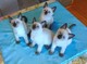 Gratis tailandeses gatitos disponibles