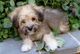 Gratis tibetano terrier cachorro