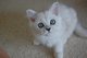 Gratis tiffanie gatitos disponibles - Foto 1