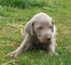 Gratis Weimaraner cachorros - Foto 1