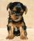 Gratis yorkshire terrier cachorro - Foto 1