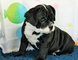 Hermosa de 12 semanas de edad cachorros de bulldog inglés
