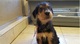 Hermoso macho y hembra Airedale Terrier cachorros para su adopció - Foto 1