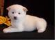 Hermoso shiba inu cachorros para su adopción