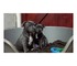 Hermoso Staffordshire bull terrier cachorros listos - Foto 1