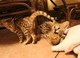 Hermosos gatos F1 y F2 Savannah Disponible ahora - Foto 1