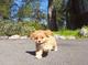 Hombre y mujer diseñador cavapoo cachorro para la venta