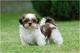 Impresionantes cachorros Shih Tzu listos ahora - Foto 1