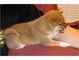 Increíble Shiba Inus para los Nuevos Hogares - Foto 1