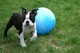 Inestimable boston terrier cachorros para adopción