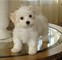 Inicio entrenado teacup maltese puppies