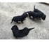 Jóvenes y sanos cachorros Rottweiler para la venta - Foto 1