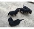 Jóvenes y sanos cachorros rottweiler para la venta