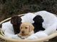 Labradors lab disponible en línea
