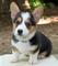 Lindo entrenado pembroke welsh corgi cachorros