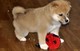 Lindo shiba inu cachorros para la venta