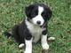 Lindo y adorable border collie cachorros para la adopción